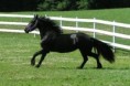 /album/firsky-kun/friesian3-jpg1/